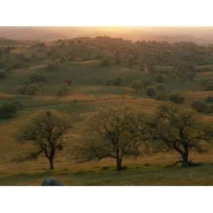  Rolling Foothills of the Sierra Nevada Spotted with Oak Trees 