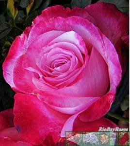 Rosa Paradise Found Rose (bush)  