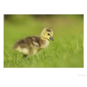  Canada Goose, Gosling in Grass, London, UK Stretched 