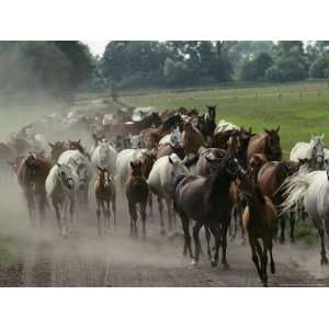  Purebred Arabian Horses Raised at a Stud Farm National 