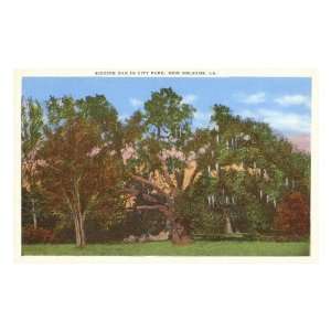  Suicide Oak, New Orleans, Louisiana Premium Poster Print 