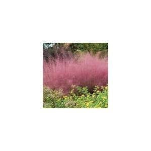  Muhlenbergia capillaris   Pink Muhly Grass Patio, Lawn & Garden