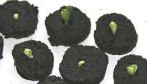 Ready Grow Seed Plugs cloning seeds like RAPID ROOTERS  