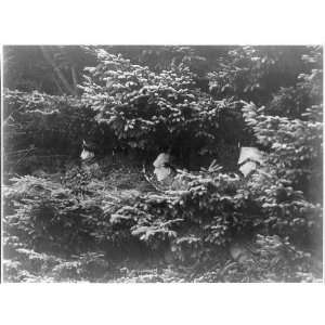 Camouflaged German lookouts in the Argonne Forest. France,WWI,1914 