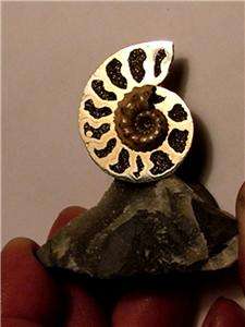 A+ Russian PYRITE AMMONITE FOSSIL Mounted on Base  