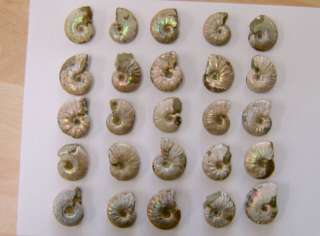IDD fossils Cleoniceras ammonite pearlised shell fossil  