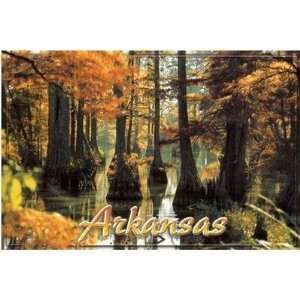  Arkansas Postcard 12121 Cypress Tree Case Pack 750 Sports 