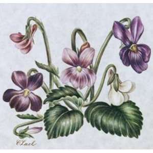  Marchs Flower, The Violet Finest LAMINATED Print 