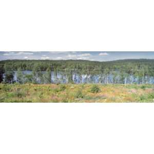  Trees along a Lake, Punkaharju, Finland Photographic 