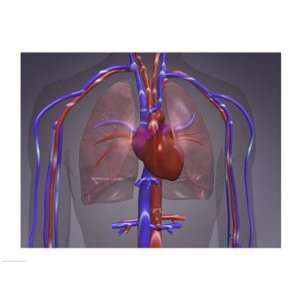  Close up of the circulatory system Poster (24.00 x 18.00 