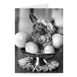 Dollar the untidy looking Yorkshire Terrier   Greeting Card (Pack of 2 