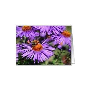  Bee On Purple Aster Flower Photo Blank Note Card Card 