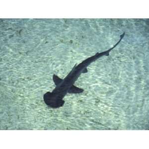  Hammerhead Shark, Atlantis Resort, Bahamas, Caribbean 