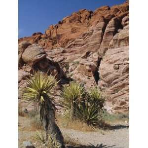  Red Rock Canyon, Spring Mountains, Mojave Desert, Near Las 