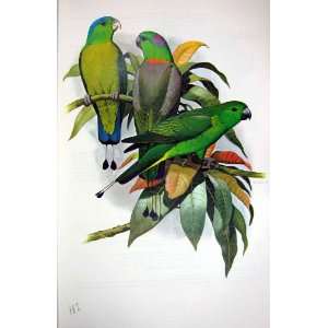    World Parrots 1973 Racket Tailed Parrot Group