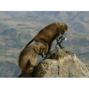  Two Curious Female Geladas Inspect a Remote Camera Set Up 