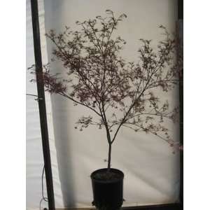  JAPANESE MAPLE BENI OTAKE / 2 gallon Potted Patio, Lawn 