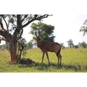  Ugandan Hartebeest   6x10 