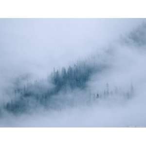  Spruce Trees Peek Through the Fog in Yoho National Park 
