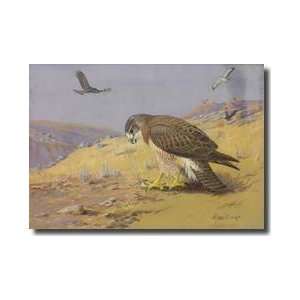  Swainsons Hawk Killing A Smaller Bird Giclee Print