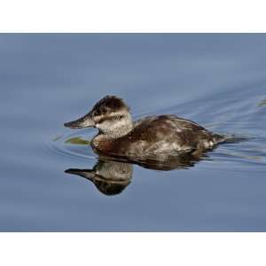 Ruddy Duck (Oxyura Jamaicensis) Swimming, Sweetwater Wetlands, Tucson 