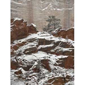  Snow on a Red Rock Cliff and Evergreens, Zion National Park, Utah 