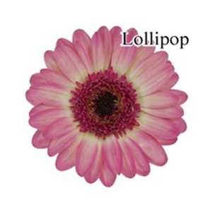  Lollipop Mini Gerbera Daisies   140 Stems Arts, Crafts 