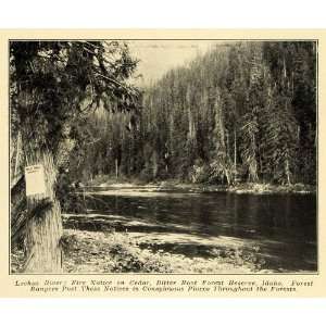  1907 Print Lochsa River Cedar Idaho Forest Reserve Tree 