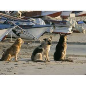 Fishermens Dogs Awaiting Their Return, Horcon, Chile, South America 