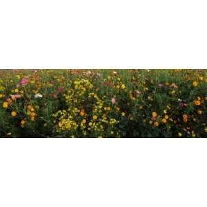  Wildflowers in a Field, Ncdot Wildflower Program, Macon 