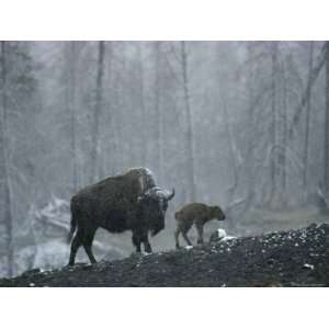 An American Bison Cow with Her Newborn Calf in the Woods Premium 