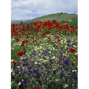  and Wildflowers on Roadside Between Konya and Antalya, Konya, Turkey 