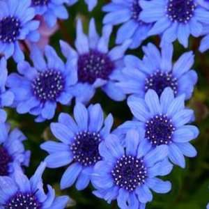  Felicia Blue Daisy Flower Seeds Patio, Lawn & Garden