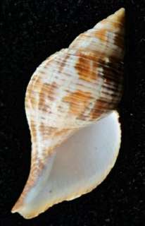 TRUE TULIP Shell   Fasciolaria tulipa R5  