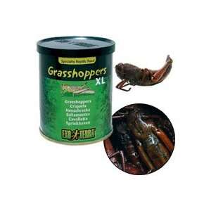  Exo Terra Wild Flat Head Grasshoppers   2.4 oz Pet 
