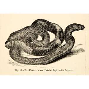  1886 Wood Engraving Egyptian Asp Snake Reptile Animal Nile 