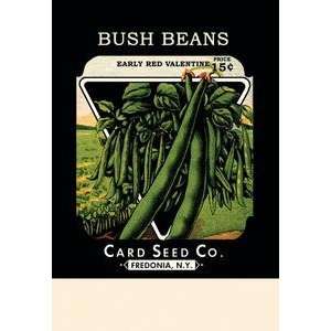   on 12 x 18 stock. Bush Beans Early Red Valentine