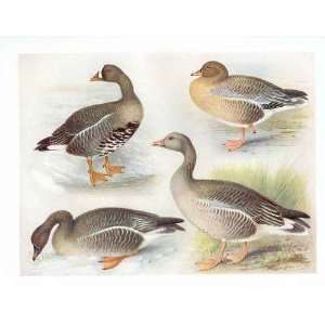   Greygeese Whitefronted Pinkfooted Bean Greylag Goose Gronvold Game