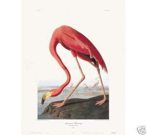 AMERICAN FLAMINGO by John James Audubon 24 X 15 3/4  