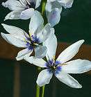 DUCK EGG BLUE IXIA Ixia viridiflora x 5 SEEDS