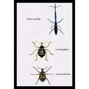  Paper poster printed on 12 x 18 stock. Beetles Brentus 