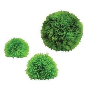  Aquatic Topiary   3 plants (Quantity of 2) Health 