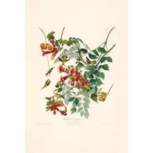   Fifty Best Birds, Ruby throated Hummingbird Patio, Lawn & Garden