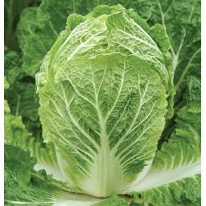 Davids Organic Hybrid Cabbage Bilko (Brassica rapa Pekinensis Group 