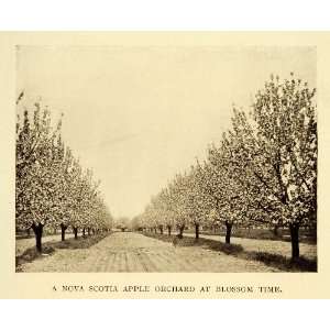 1911 Print Nova Scotia Apple Orchard Blossom Agriculture Farming 
