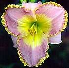 beguiled again df l7a salter 1995 daylily 