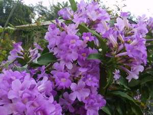 Garlic Vine Live Plant   Flowering Purple   Semi Tropical 2 Pack 