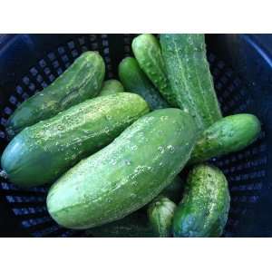 De Bourbonne Cucumber Seeds 
