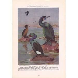 1934 Beau Brummels Brandts Cormorant   Allan Brooks Vintage Bird 