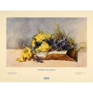 1907 Print Mimosa Blossom Flowers Book Still Life Watercolor A. Locke 